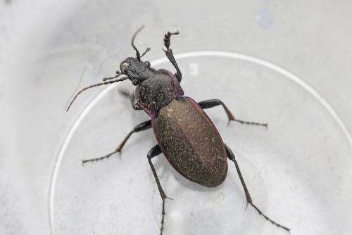 Carabus nemoralis